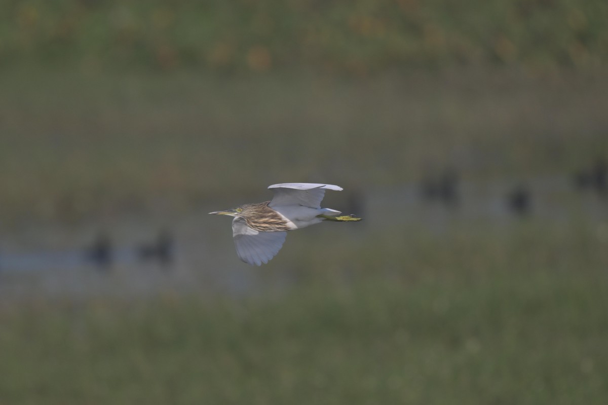 Индийская прудовая цапля - ML646840244