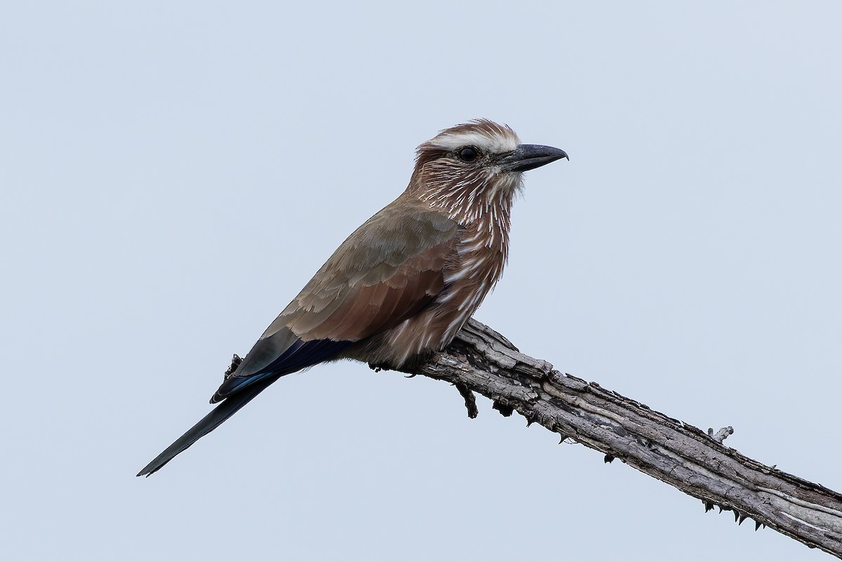 Purple Roller - ML646840245