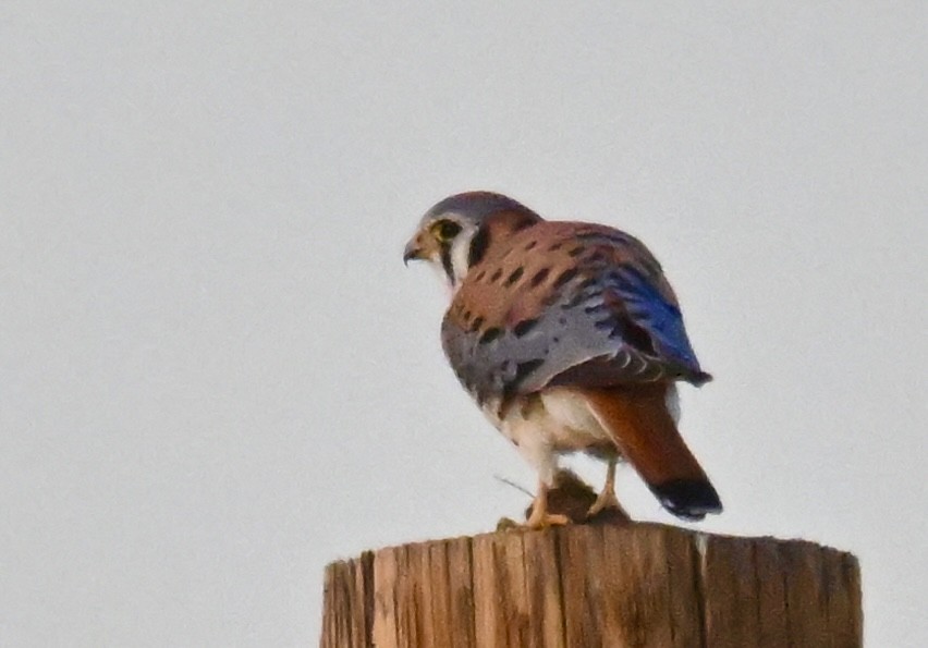 American Kestrel - ML646840248