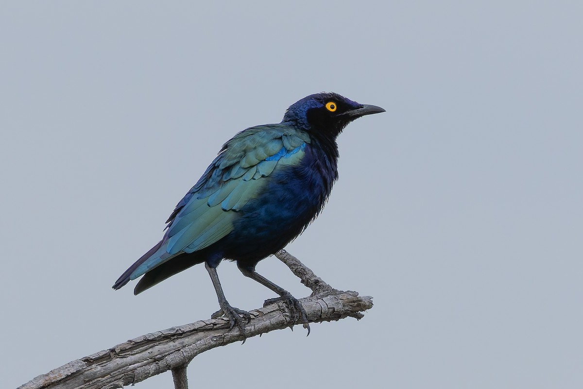 Storno viola - ML646840249