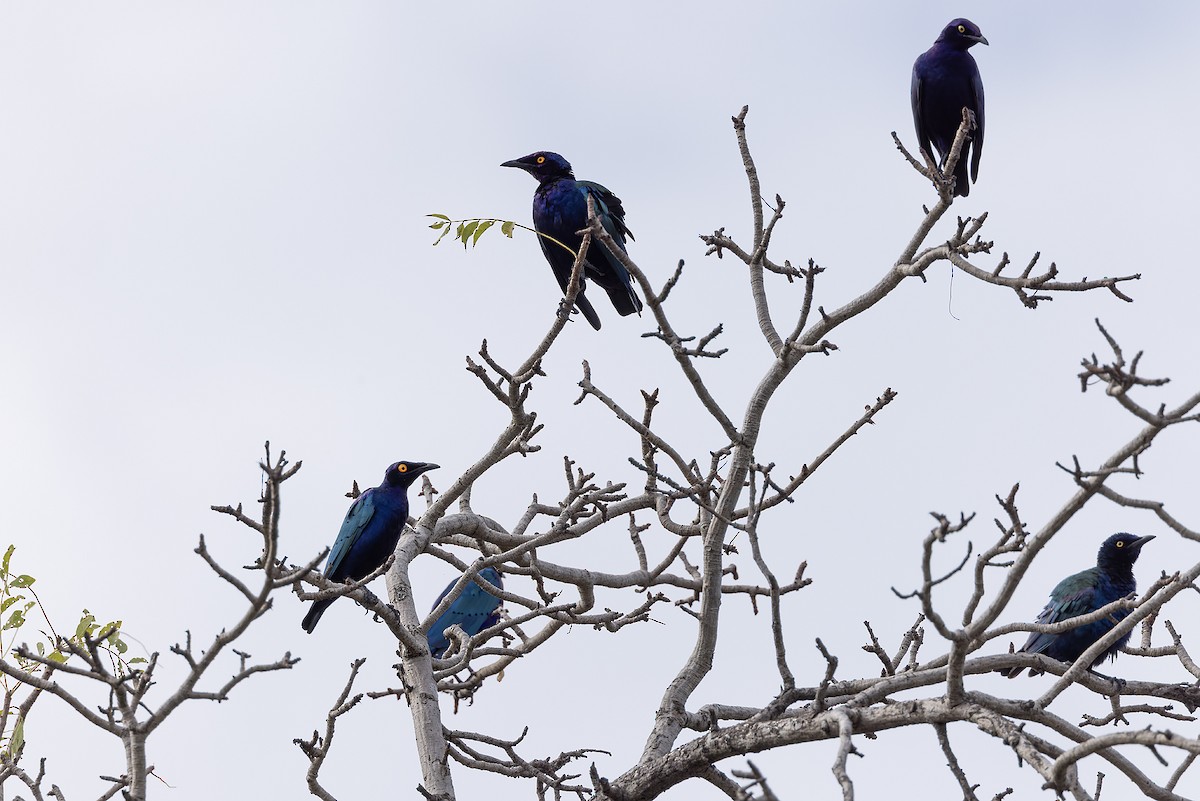 Storno viola - ML646840250