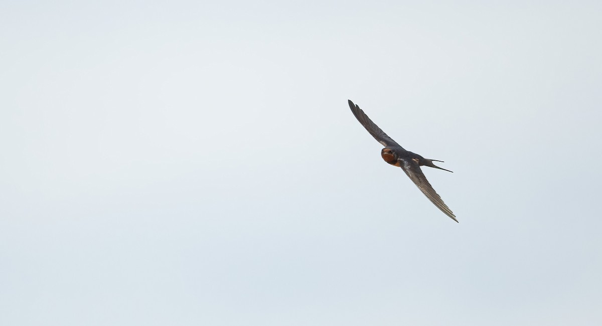 vlaštovka obecná (ssp. savignii) - ML646840253