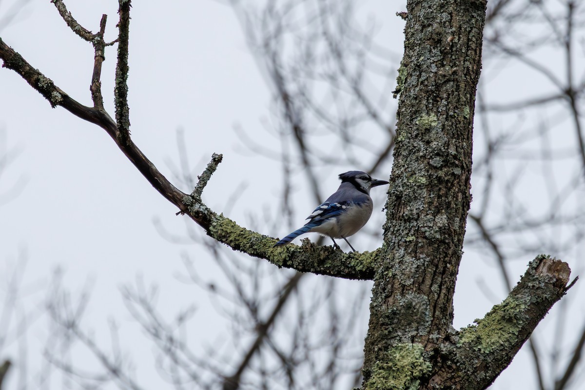 Blue Jay - ML646840254