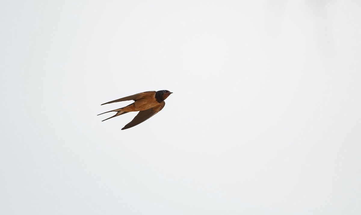 vlaštovka obecná (ssp. savignii) - ML646840262