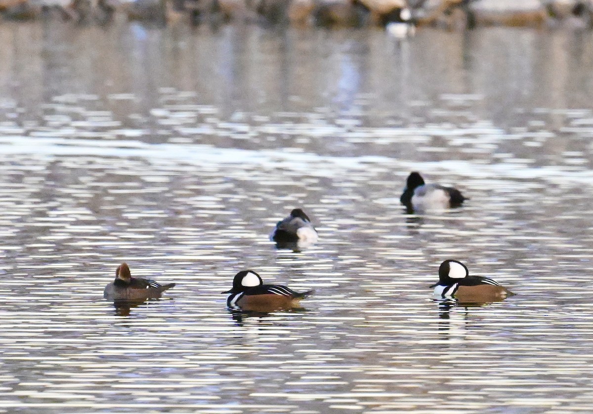 Hooded Merganser - ML646840267
