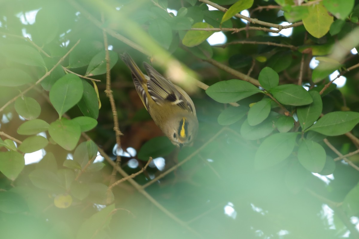 戴菊鳥 - ML646840269