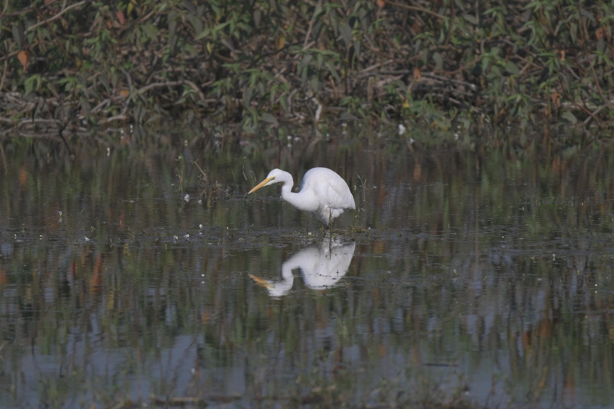 Koartza zuria - ML646840270