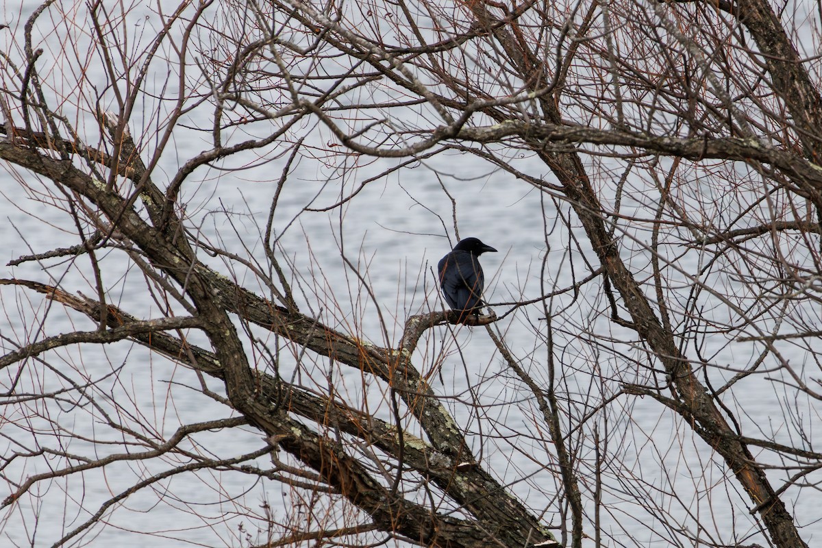 American Crow - ML646840272