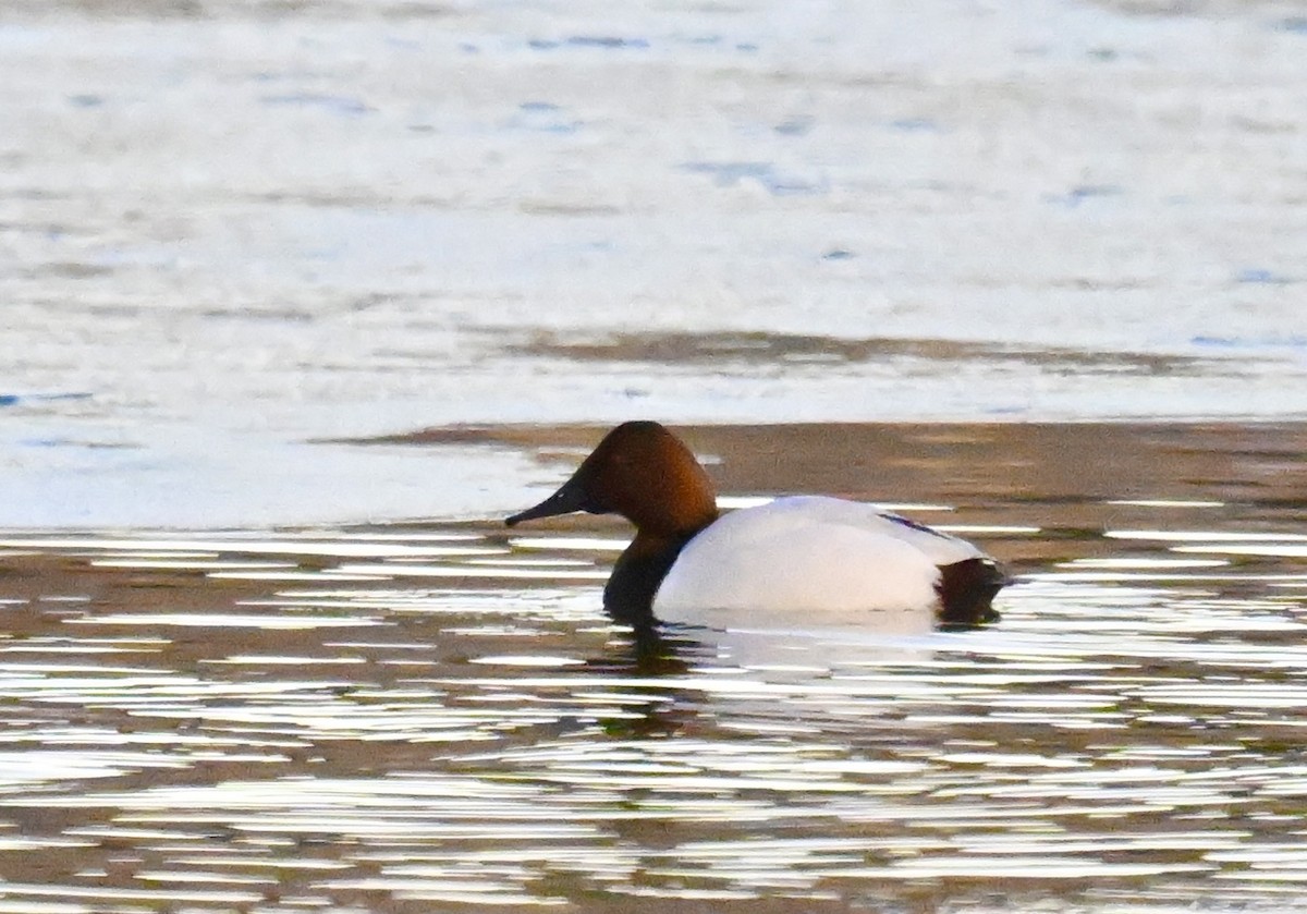 Canvasback - ML646840273