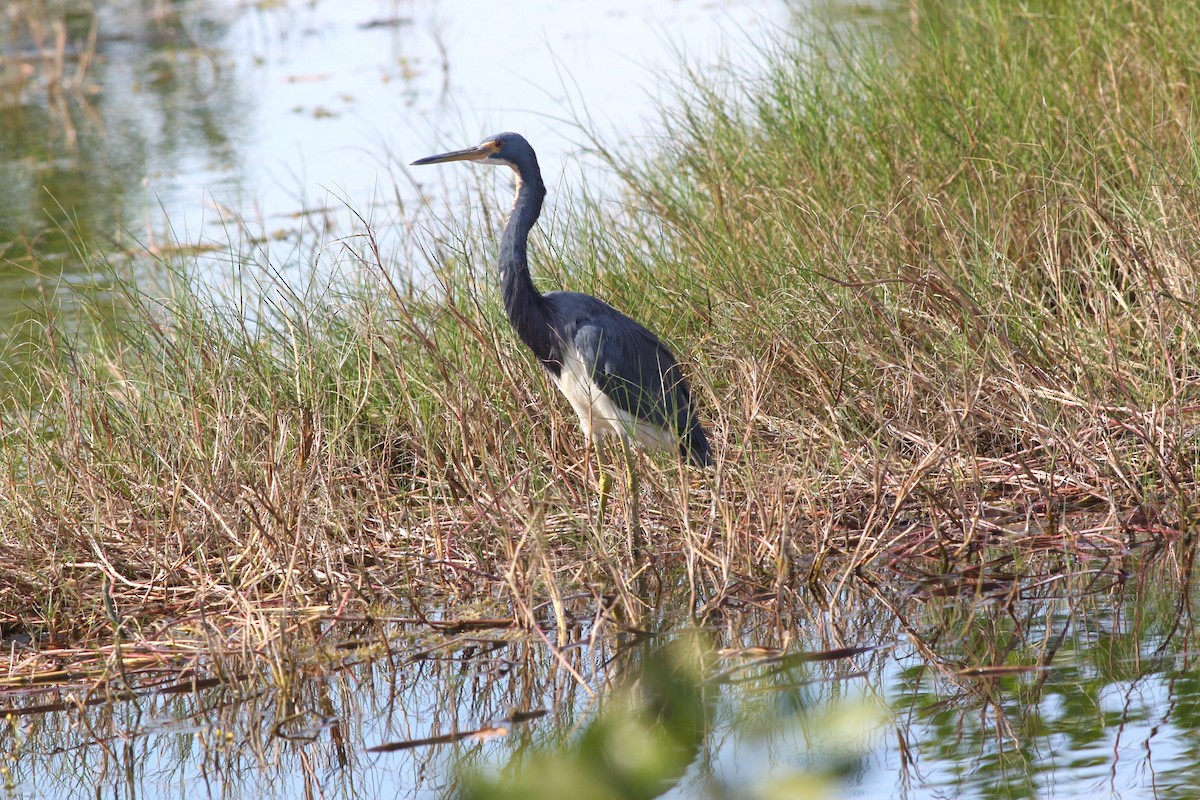 Tricolored Heron - ML646840276