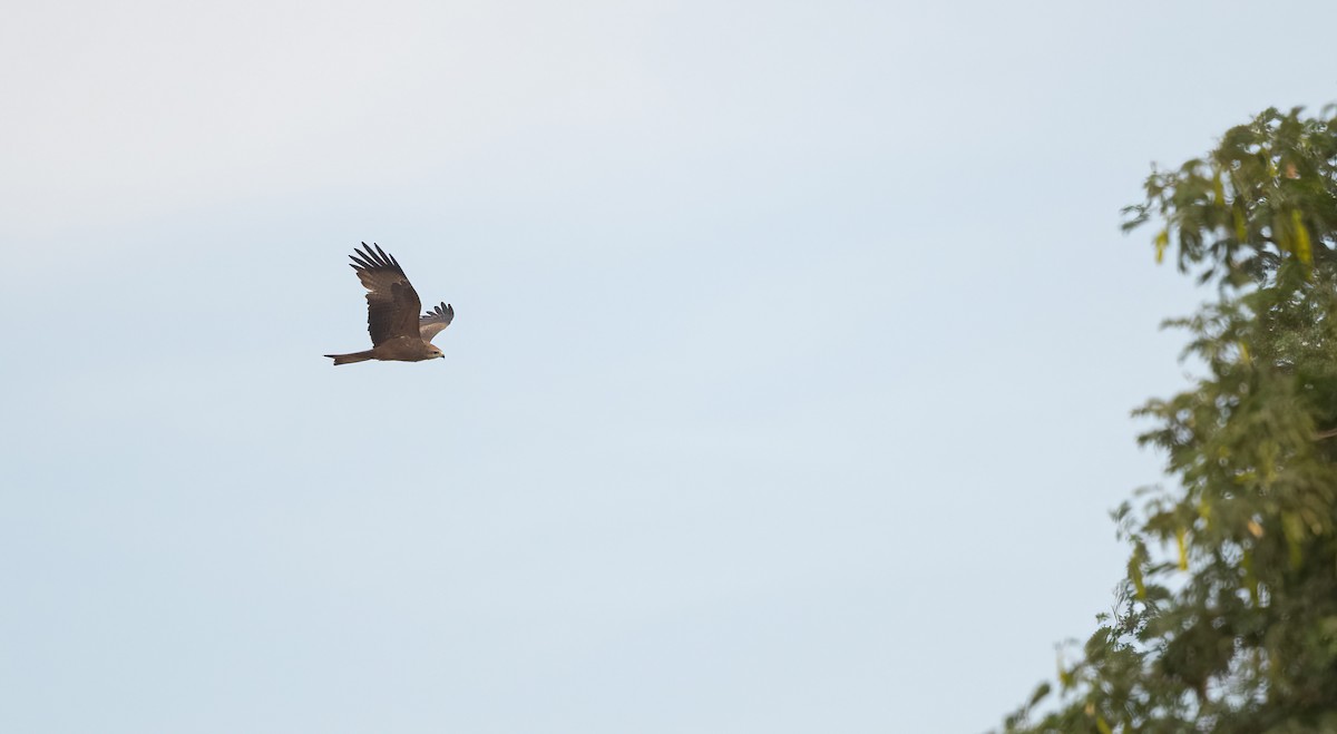 黑鳶(migrans群) - ML646840277