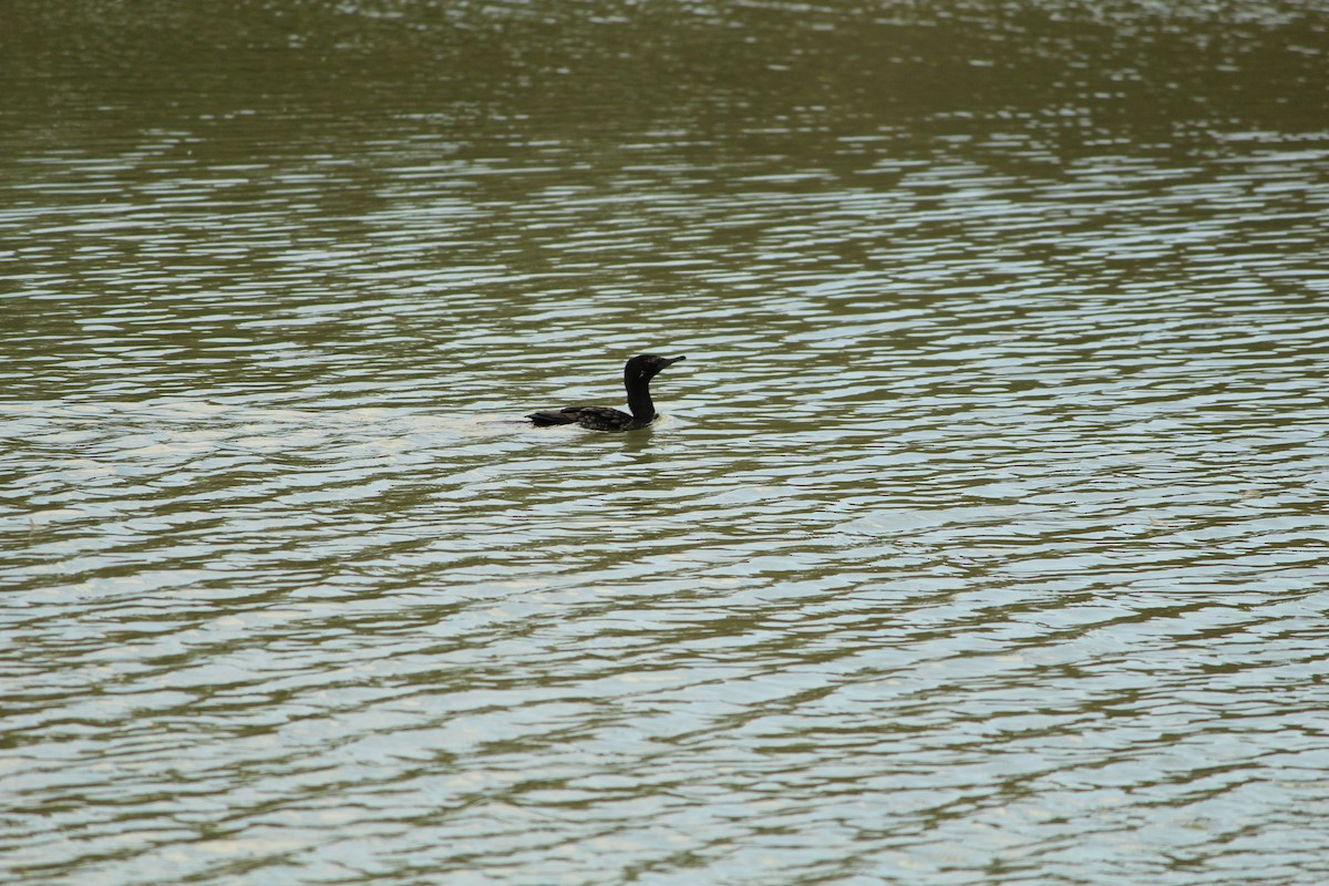 Little Black Cormorant - ML646840278