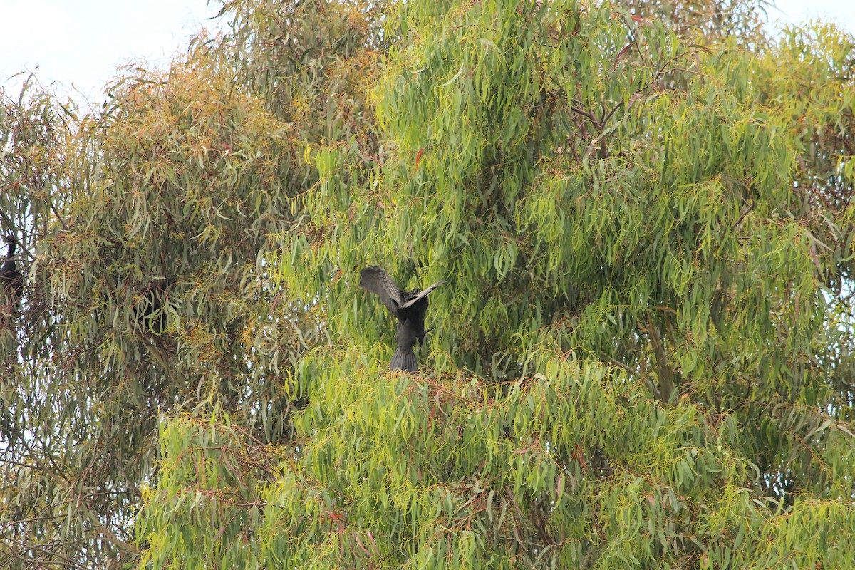 Little Black Cormorant - ML646840279