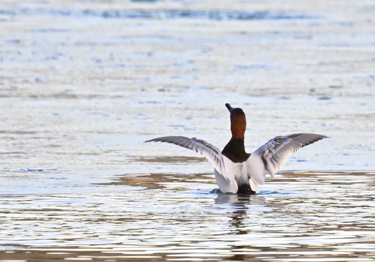 Canvasback - ML646840280