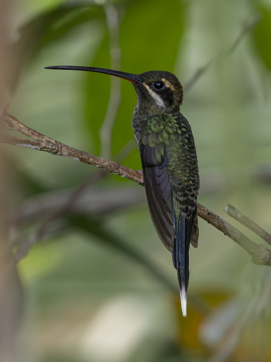 White-whiskered Hermit - ML646840282