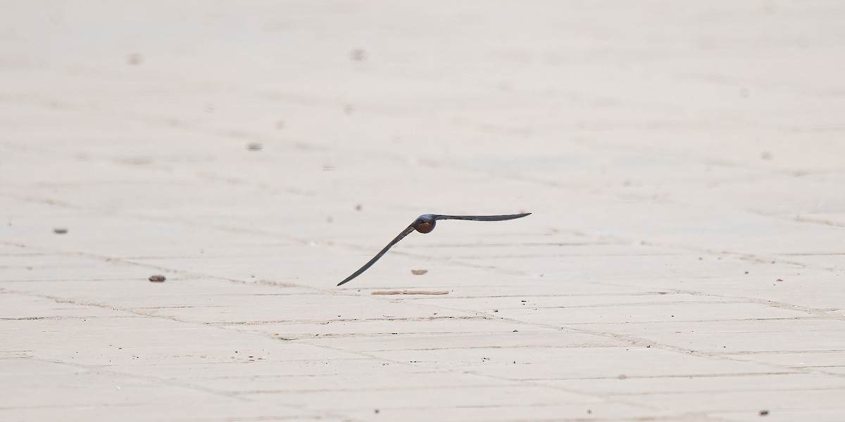 家燕(savignii) - ML646840284