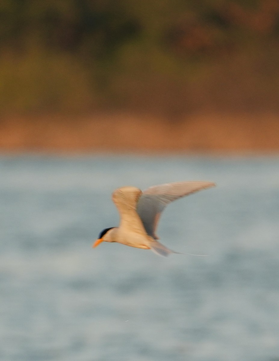 River Tern - ML646840286