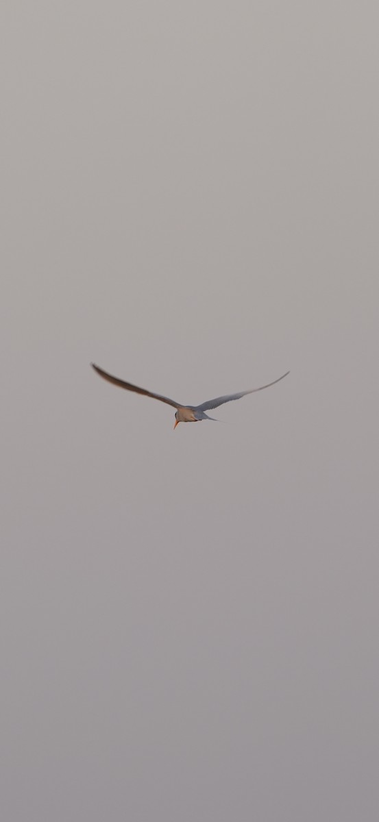 River Tern - ML646840288