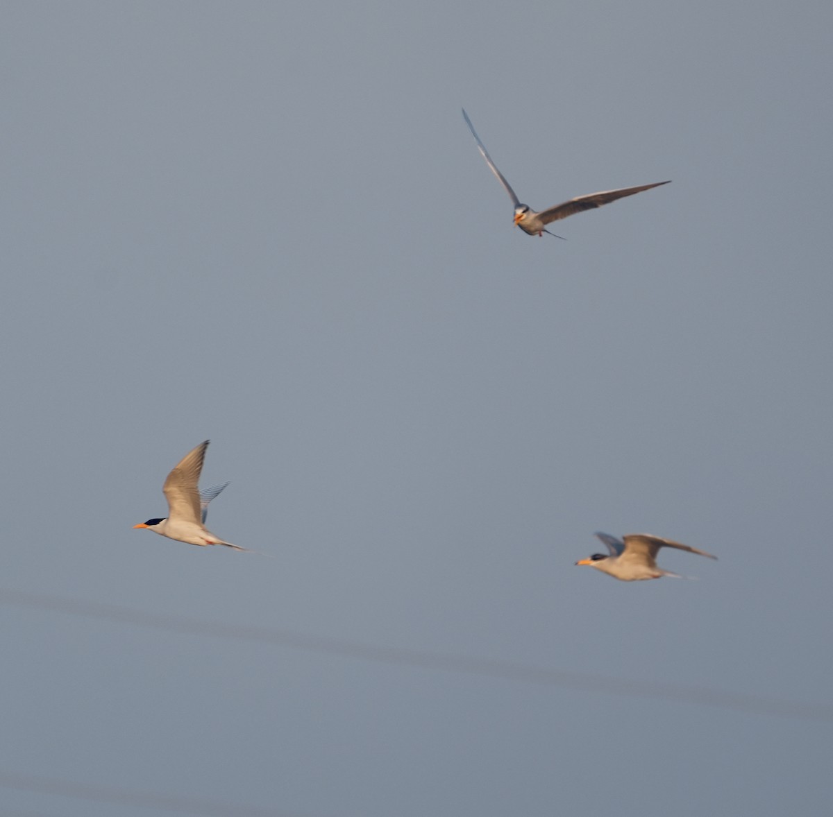 River Tern - ML646840289