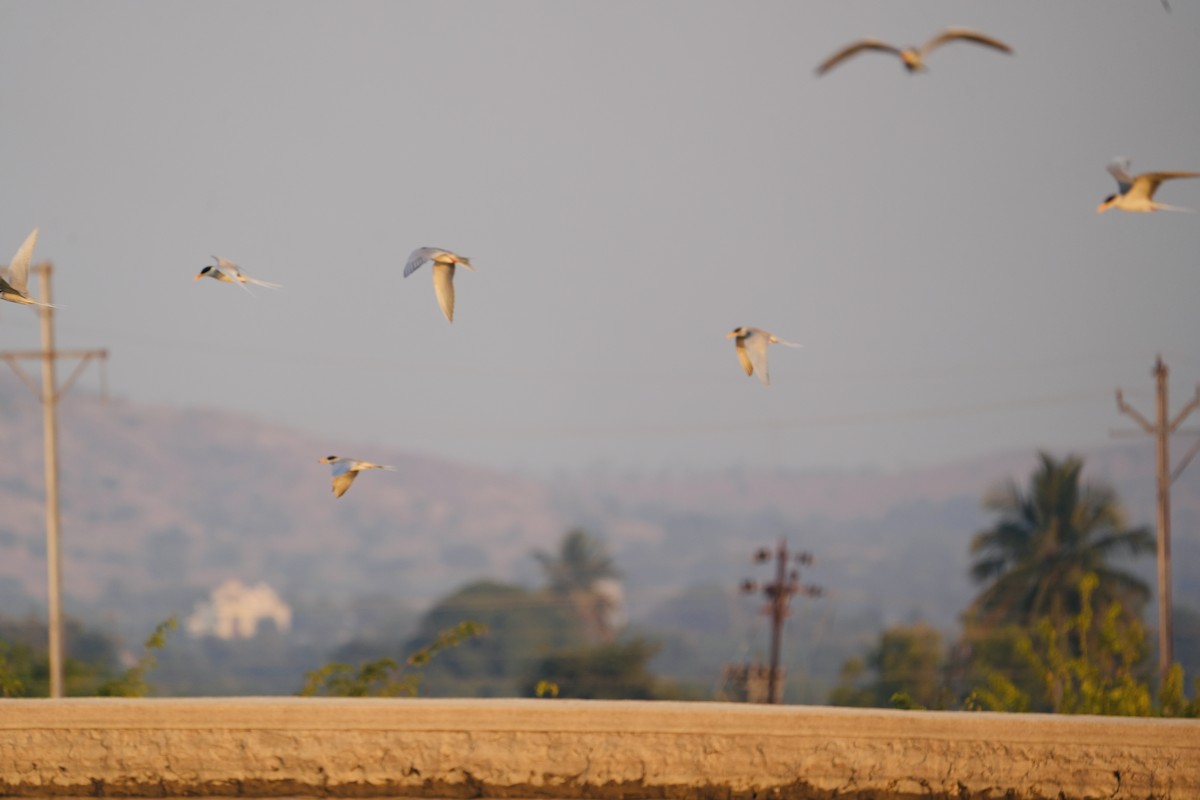 River Tern - ML646840290