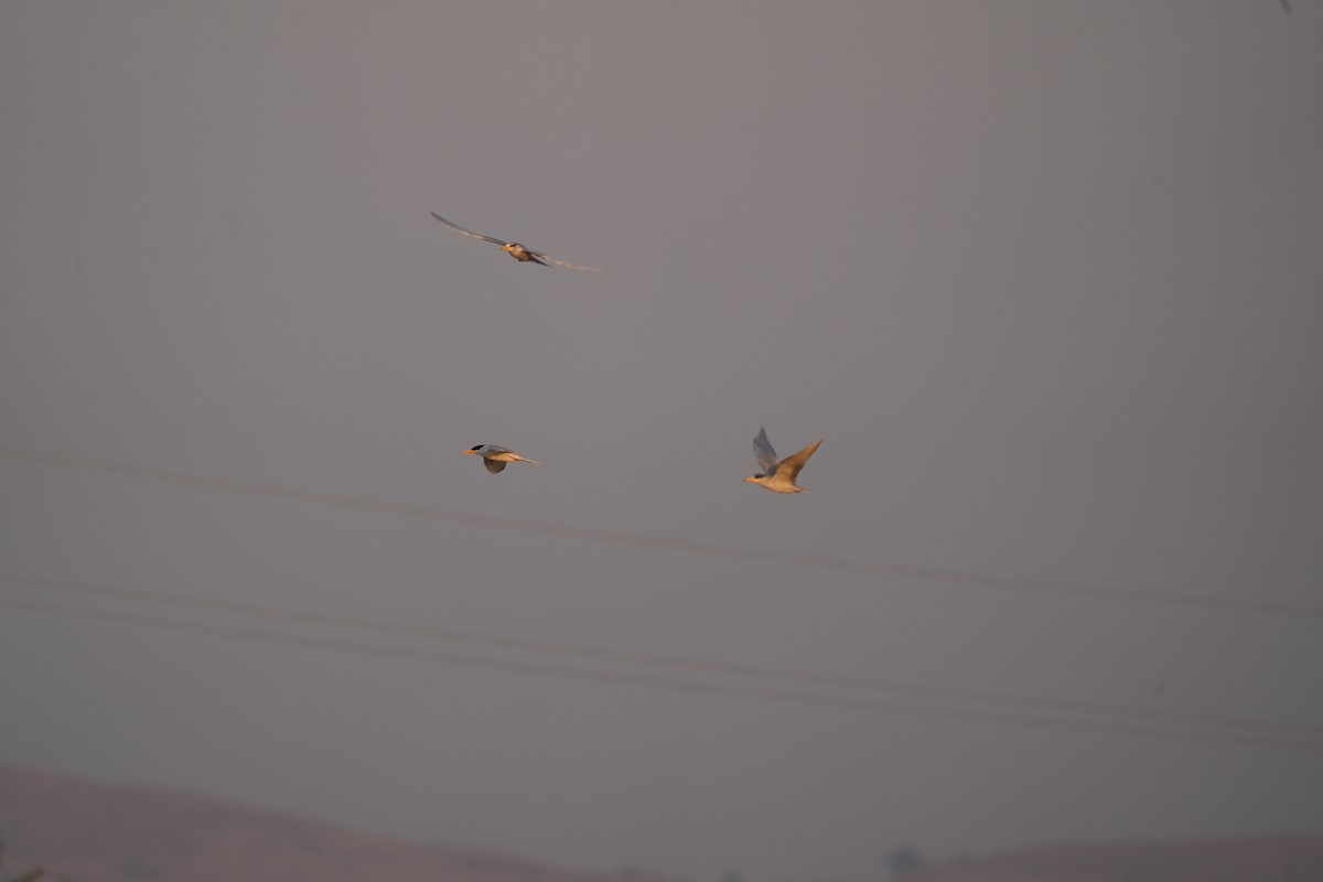 River Tern - ML646840291