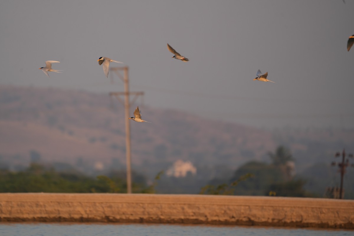 River Tern - ML646840292