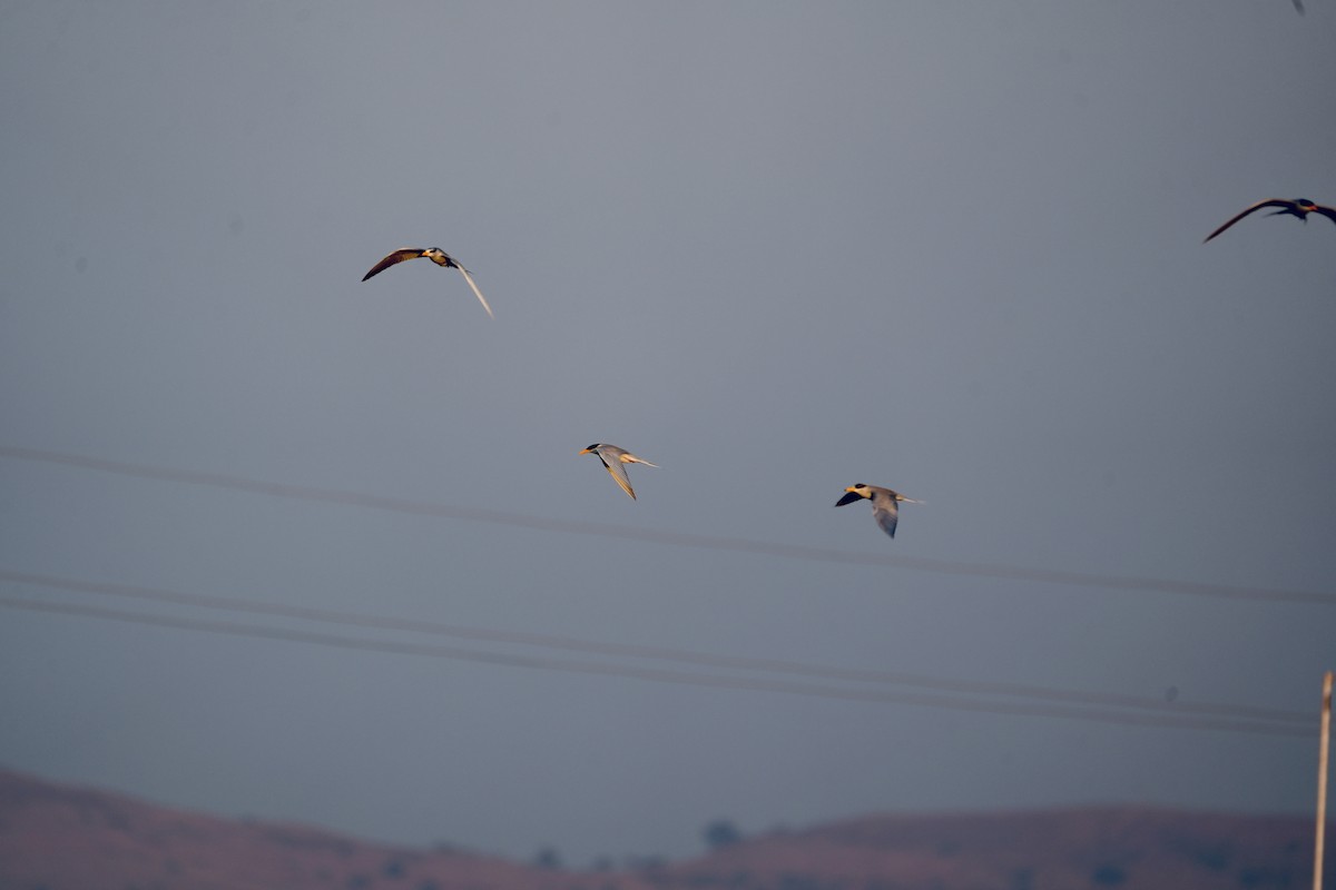 River Tern - ML646840293