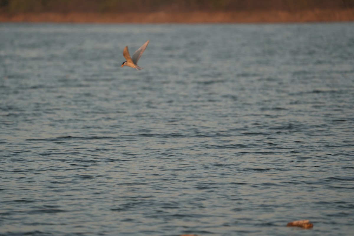 River Tern - ML646840294