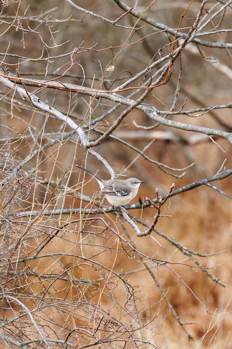Northern Mockingbird - ML646840295