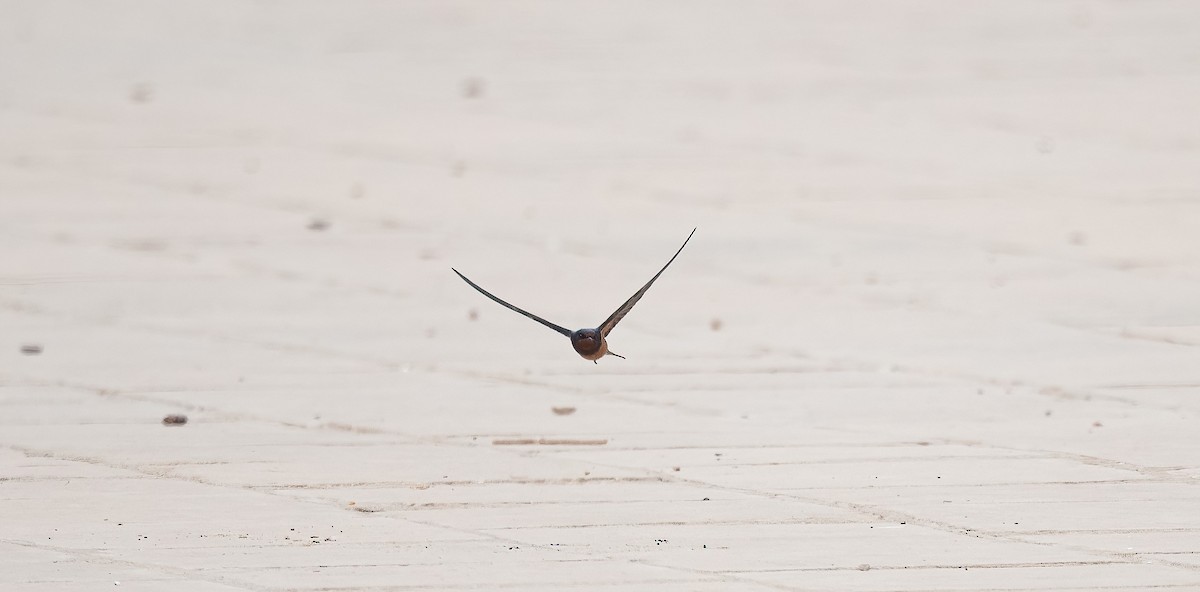 家燕(savignii) - ML646840304