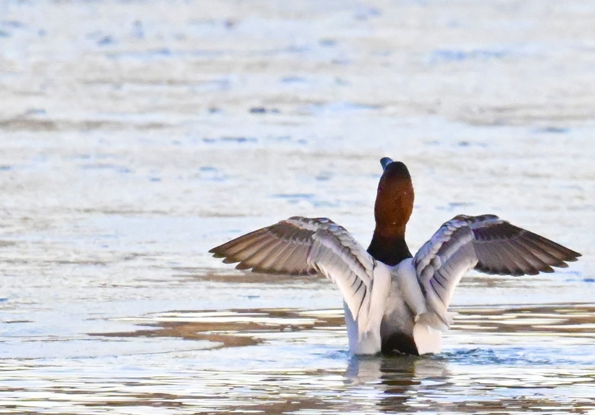 Canvasback - ML646840308