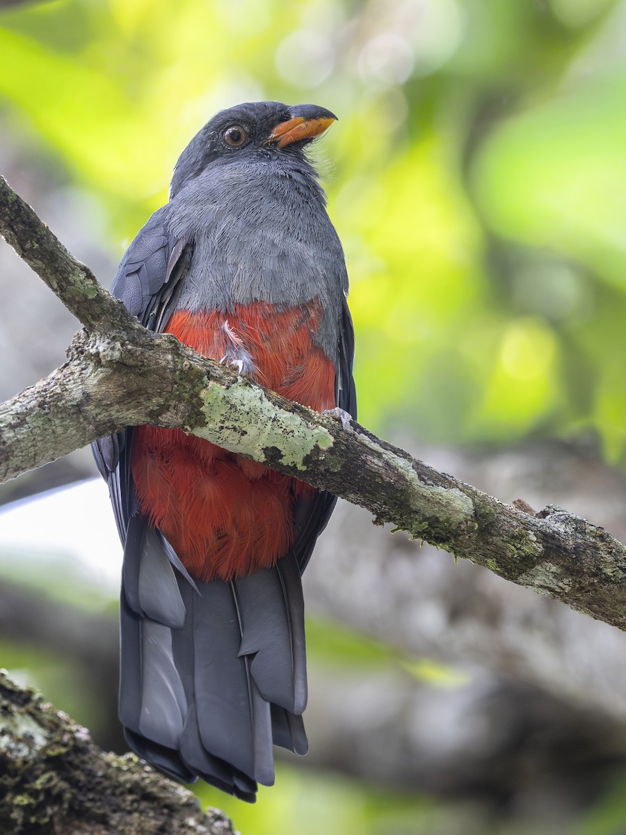 Slaty-tailed Trogon - ML646840309