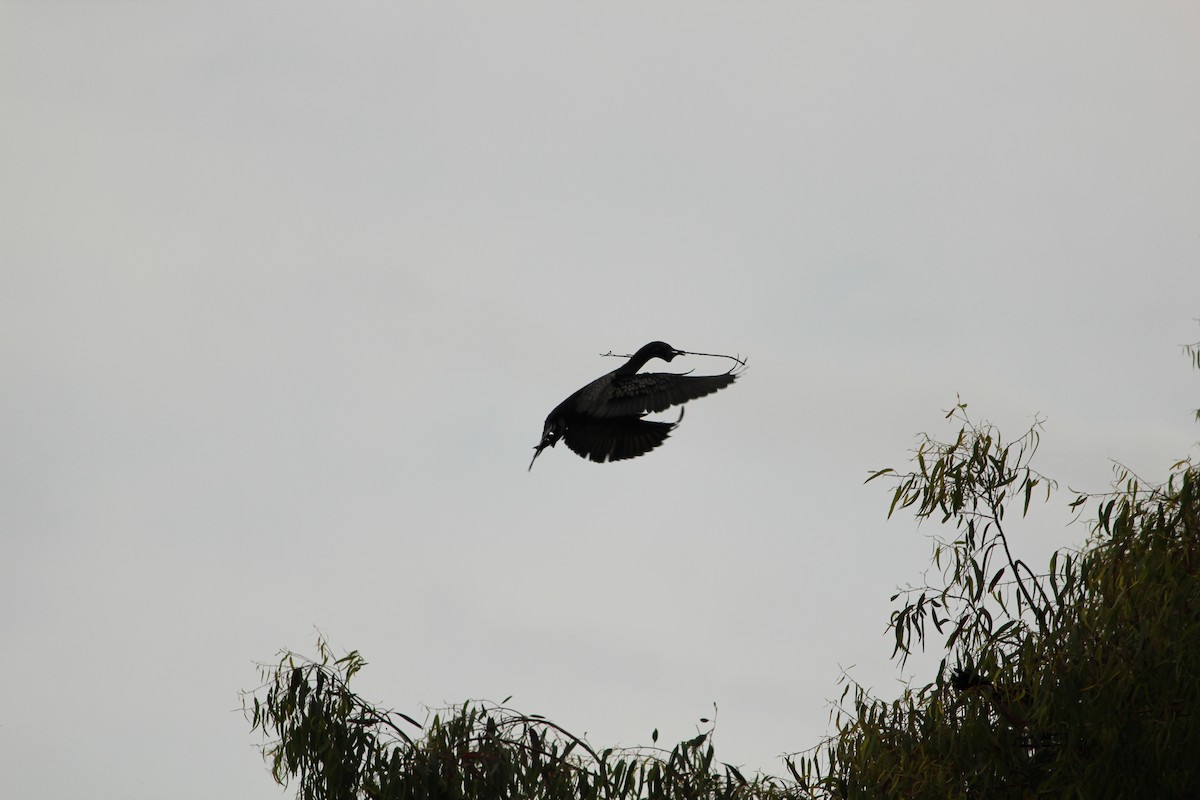 Little Black Cormorant - ML646840310