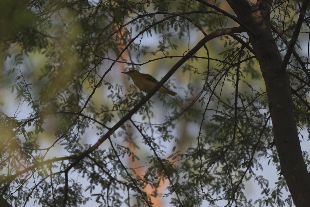 Indian Golden Oriole - ML646840318