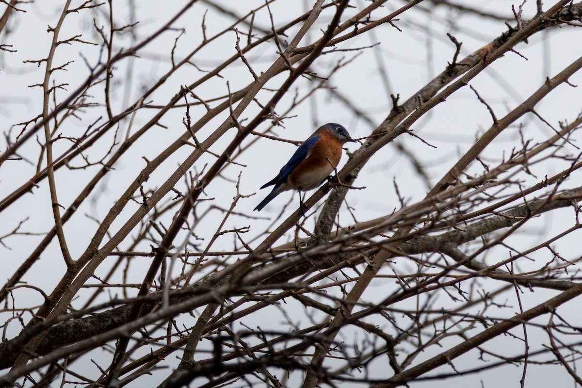 Блакитник східний - ML646840319