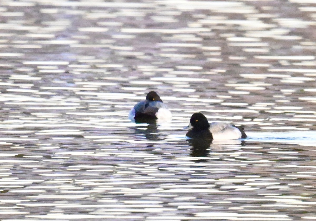 コスズガモ - ML646840321