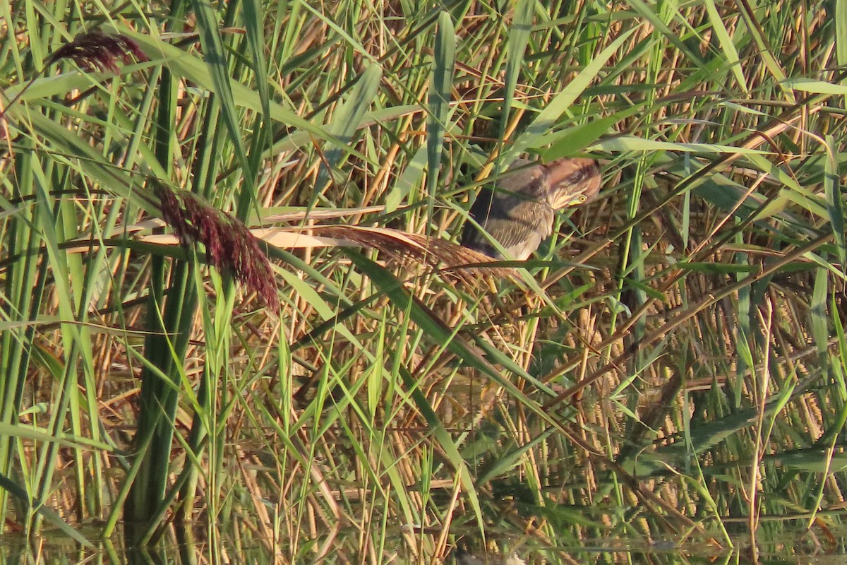 Green Heron - ML646840322