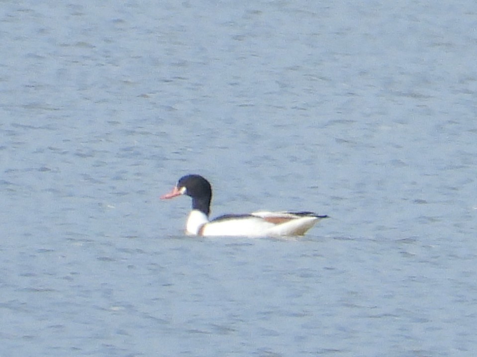 gravand - ML646840323