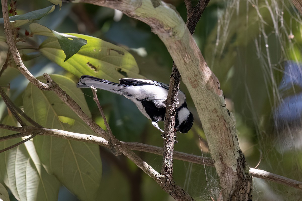 Asian Tit (Cinereous) - ML646840324