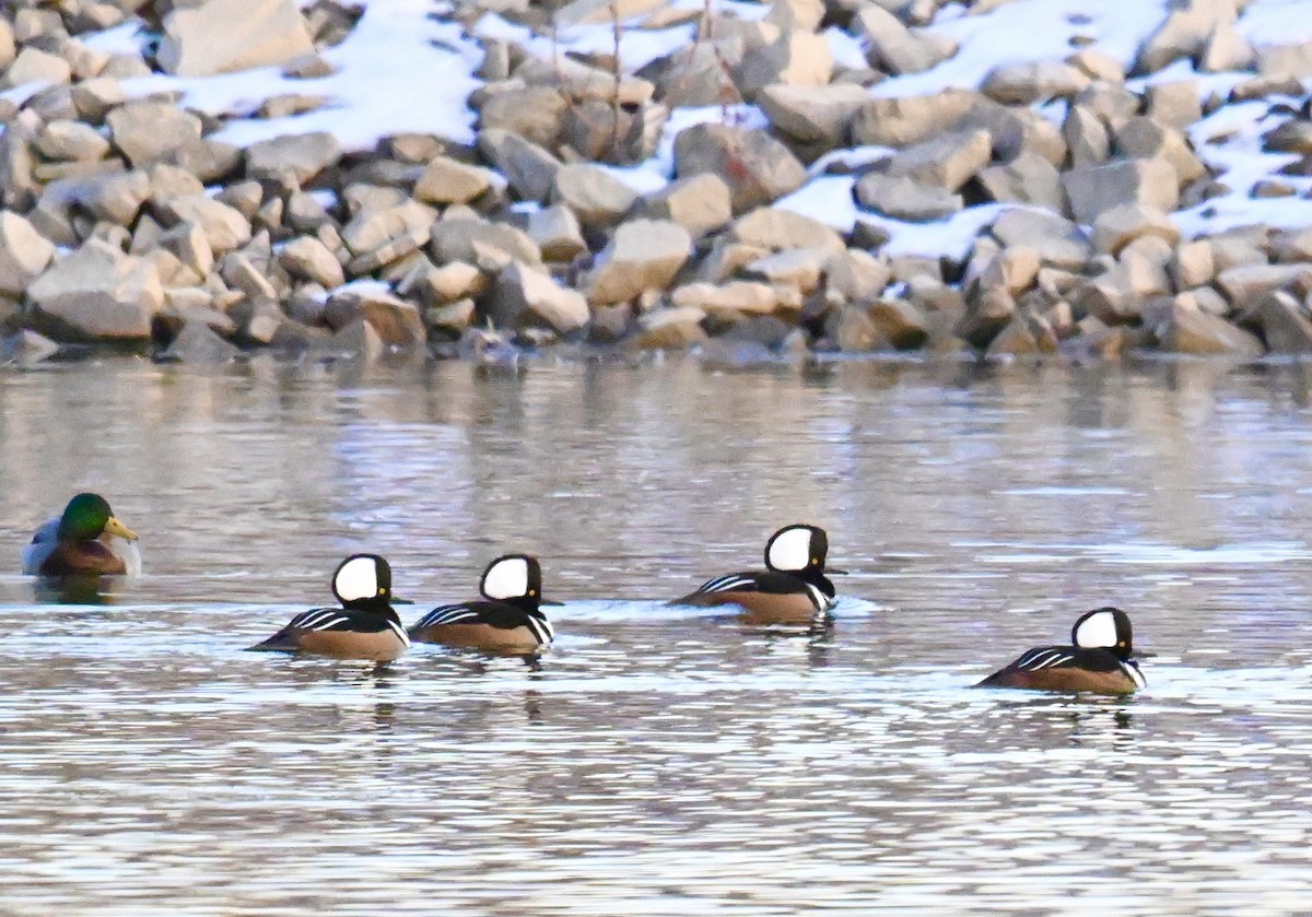 Hooded Merganser - ML646840327