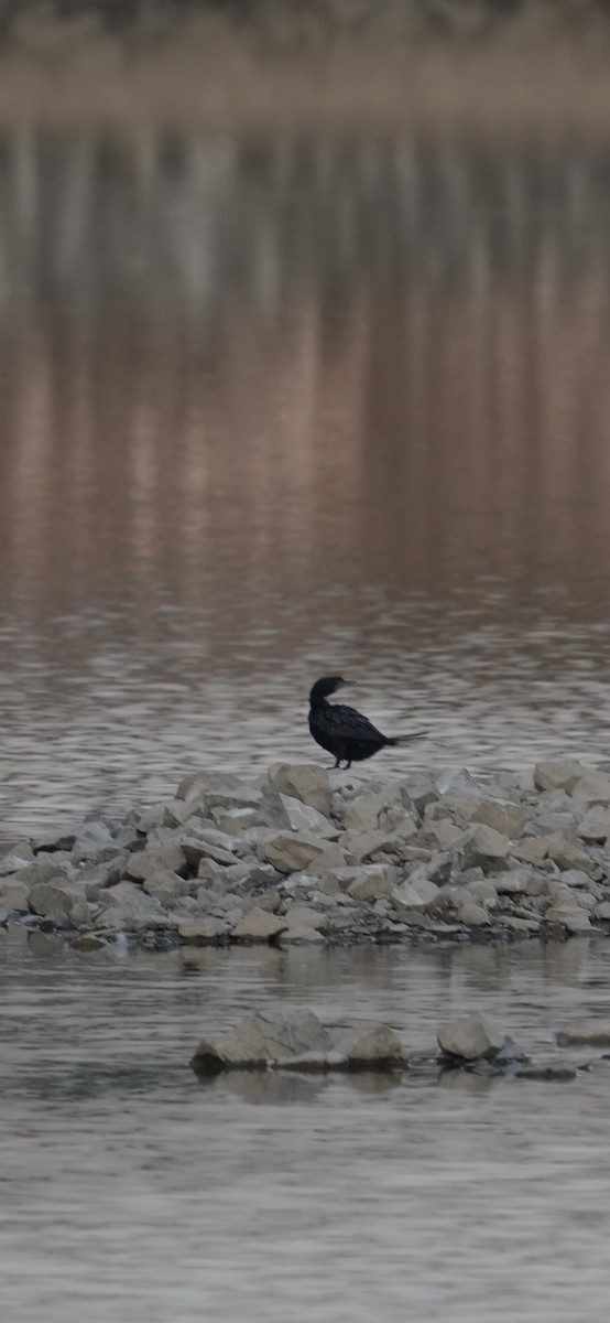 Little Cormorant - ML646840329