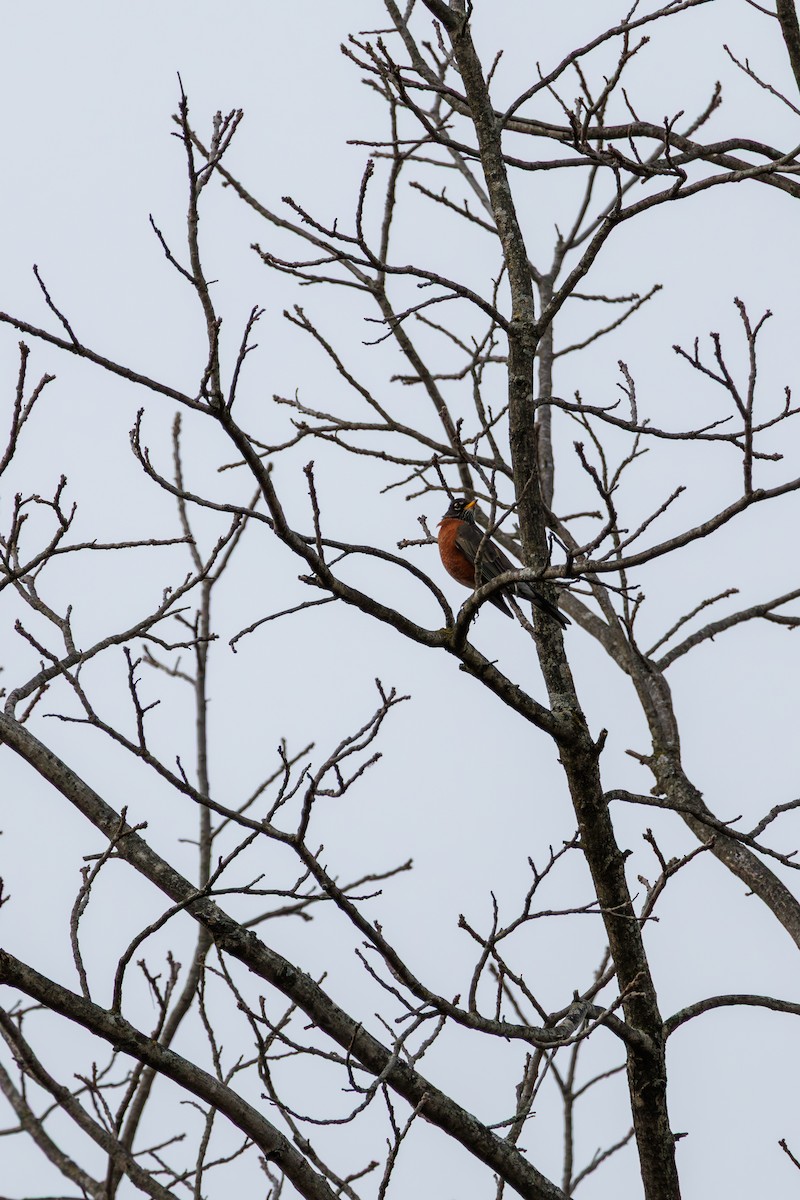 Дрізд мандрівний - ML646840331