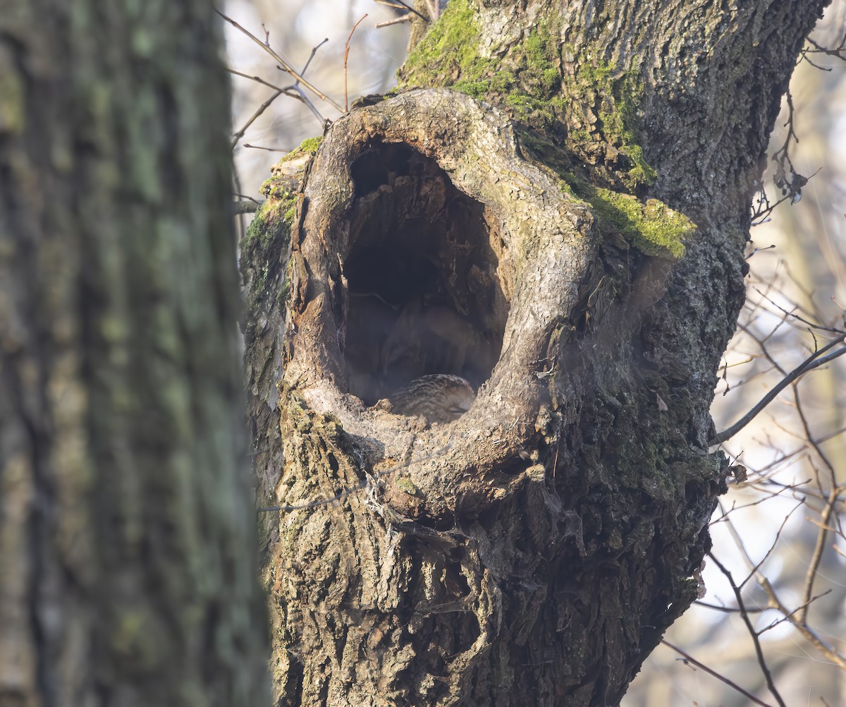 Allocco - ML646840336