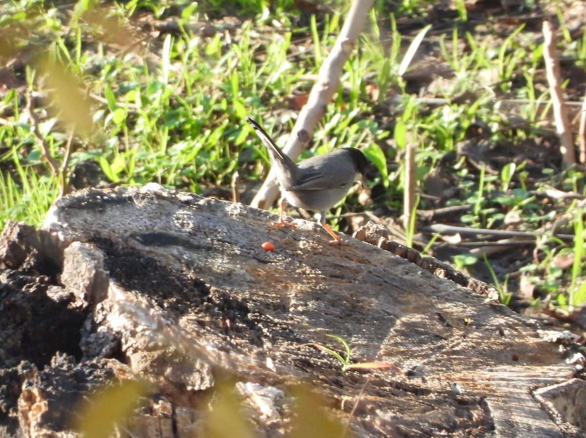 Sardinian Warbler - ML646840337
