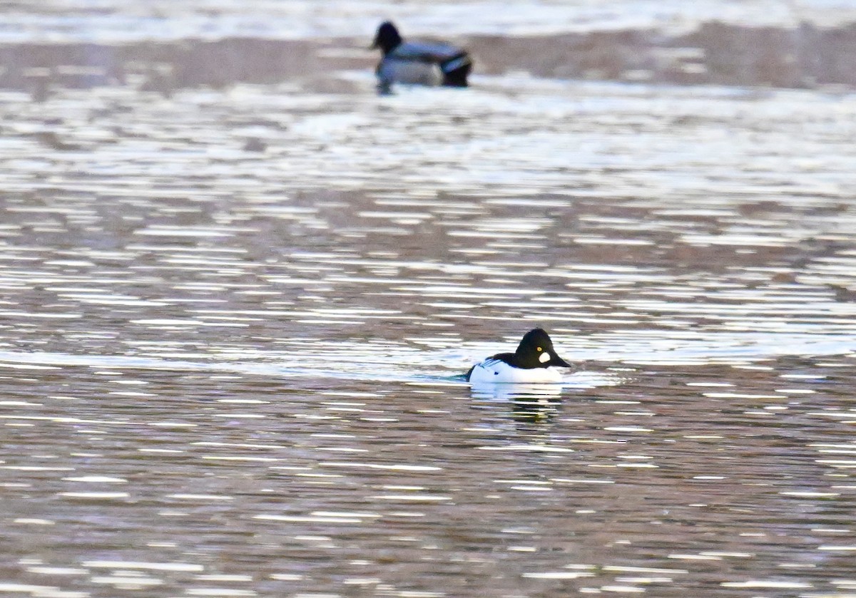 Common Goldeneye - ML646840338