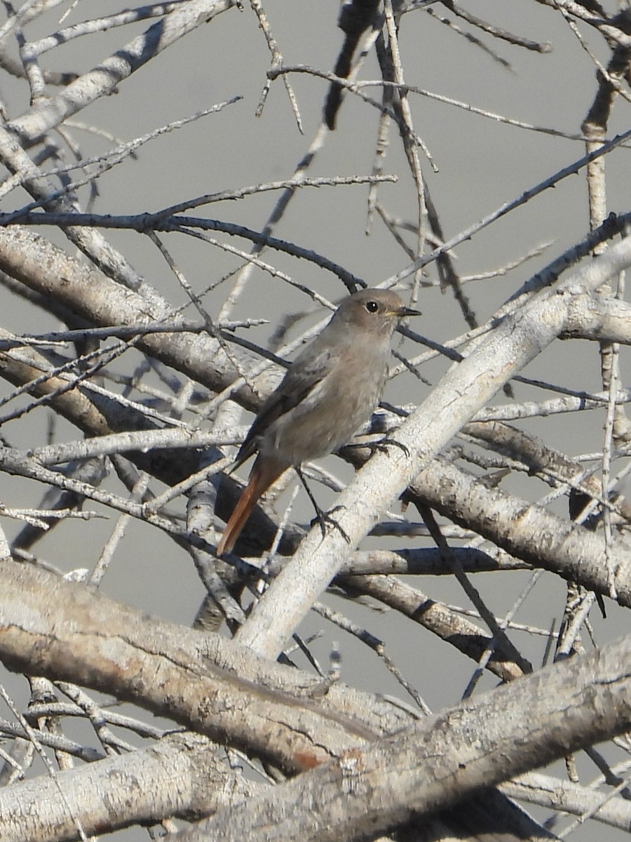 svartrødstjert - ML646840339