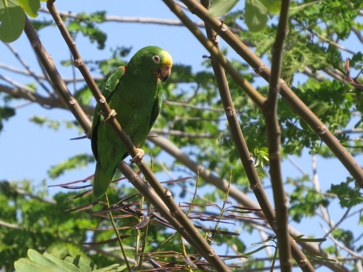Amazone à front jaune - ML646840340