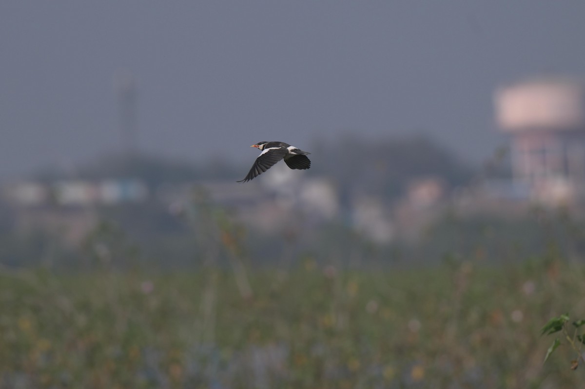 Indian Pied Starling - ML646840341