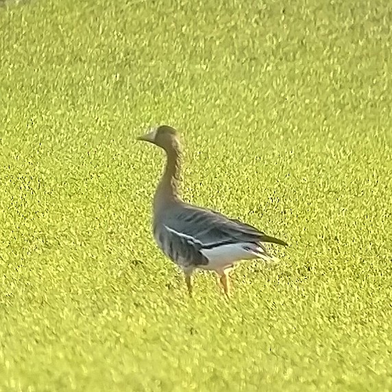 Greater White-fronted Goose (Eurasian) - ML646840342
