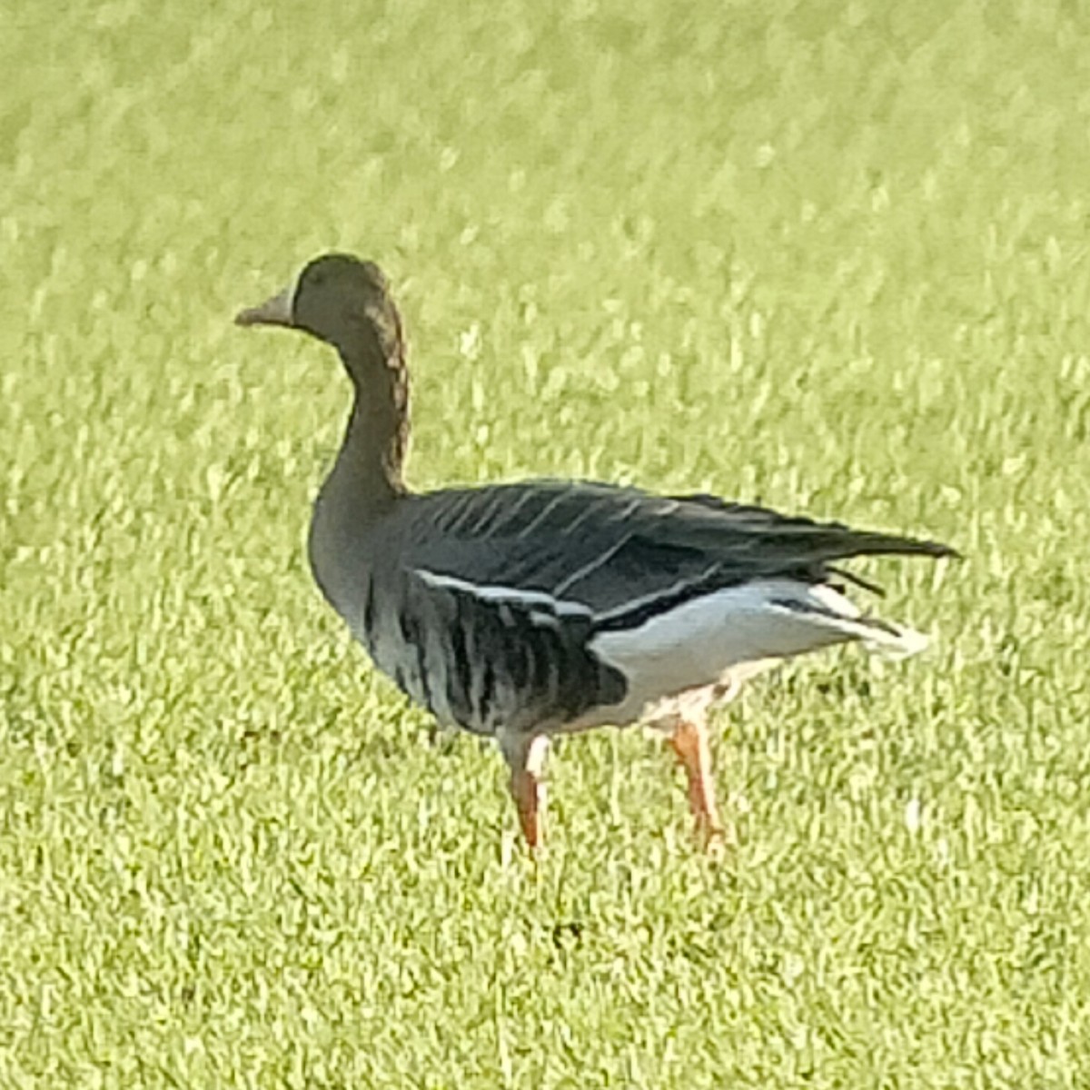 Greater White-fronted Goose (Eurasian) - ML646840343